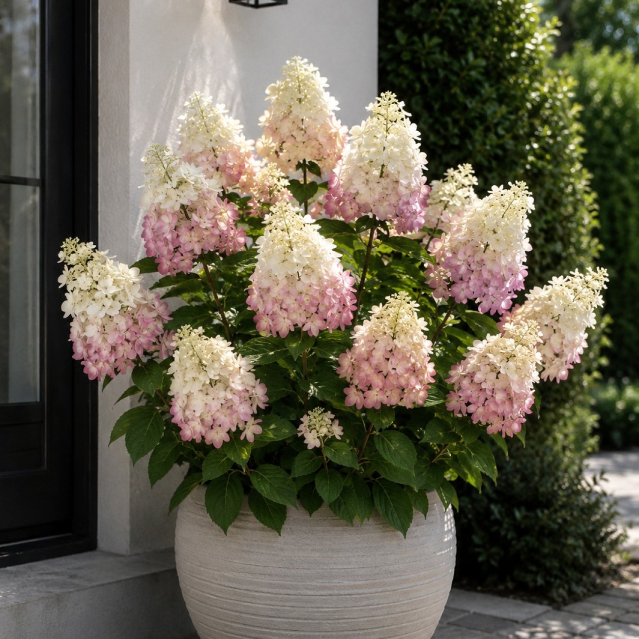 Obrázok Hortenzia metlinatá (Hydrangea paniculata) ‘EARLY HARRY’® - výška 40-60 cm, kont. C3L